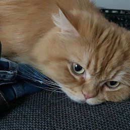 ������, ������, 58 ���