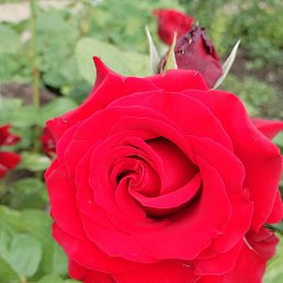 ����������, ���������, 46 ���