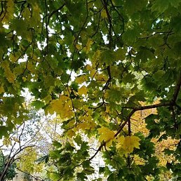 �������, ���������, 69 ���