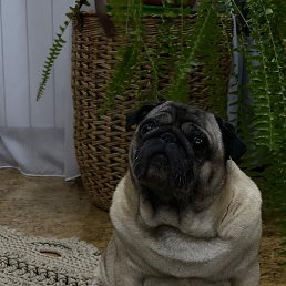 �����, ����������, 47 ���