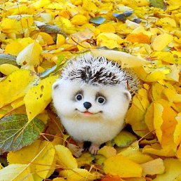 �����, ������������, 48 ���