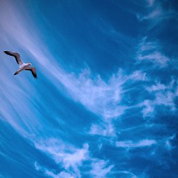 ����, ���������, 41 ���