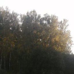 �����, ������, 43 ����