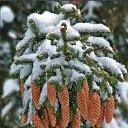 ���� ��������, �����������, 31 ��� - ��������� 15 ����� 2023 � ������ ��������