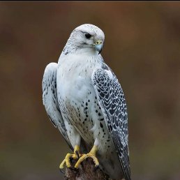 ����, �������, 25 ���