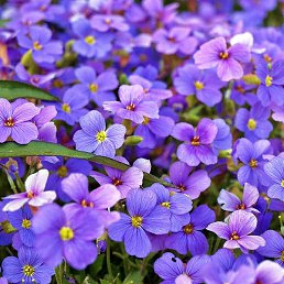 Asia, �������, 25 ���