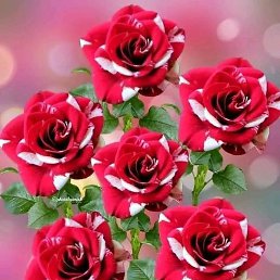 Valentina, ������, 56 ���