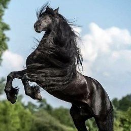 V, ������, 37 ���