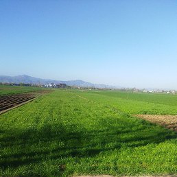 �����, �������, 36 ���