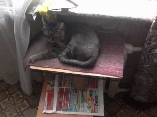 ���� �������, ����, 72 ���� - ��������� 17 ����� 2023