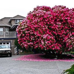 Zubaydulla, �����, 68 ���