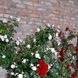 �����, ������, 50 ���