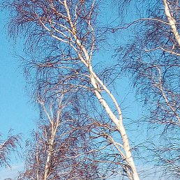 ������, �����, 39 ���