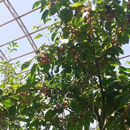 ����, ������, 43 ����