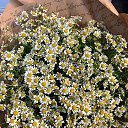 ���� �������, ������, 62 ���� - ��������� 30 ���� 2023 � ������ ���� ����������