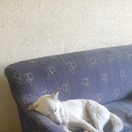 Nugo, �������, 43 ����