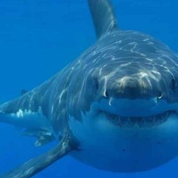 �������, ������, 39 ���