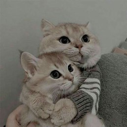 Ziyoda, �����, 22 ����