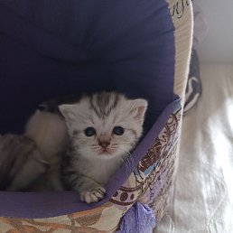 Dina, ������, 37 ���