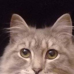 �������, ������������, 49 ���