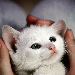 Sine, ������