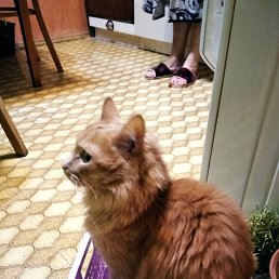 ���� Lexitch, ������, 54 ���� - ��������� 25 ������ 2023