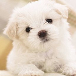 ������, ������, 55 ���