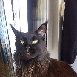 ���������, ������, 41 ���