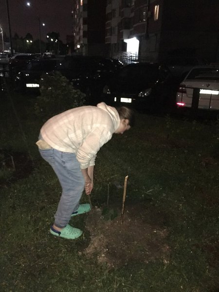 Жители двора на улице Пионерской начали активно включаться в процесс Благоустройства и высадили ... - 3