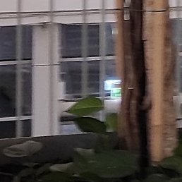 �����, �����������, 51 ���