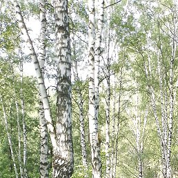 �����, ������, 51 ���