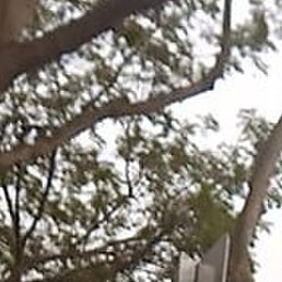 �������, ���������, 45 ���