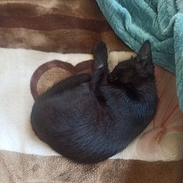 ������, ���������, 28 ���