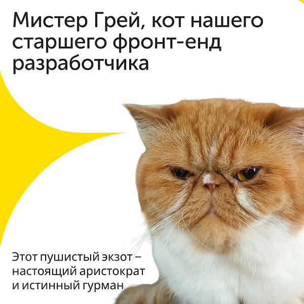 Встречайте нового участника нашей рубрики #пушистик_недели — Мистера Грея, кота нашего старшего ...