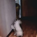   ,  ,   ....    