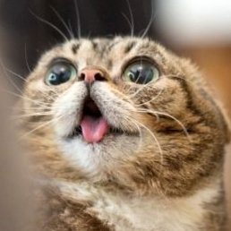 �������, ������