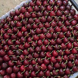 �������, ���, 32 ����