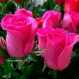 Melek, ������, 57 ���