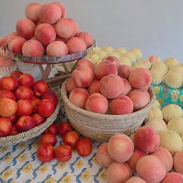 Nerekomenduetsya, �����������, 26 ���