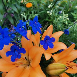 ����, ���������, 54 ����