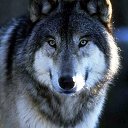  Tatarin, , 42  -  27  2023    