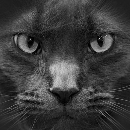 �����, ������, 48 ���