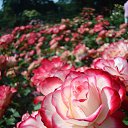 ���� Evi, ������ - ��������� 19 ������� 2023 � ������ ���� ����������