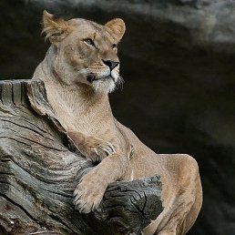 �, ���������, 53 ����