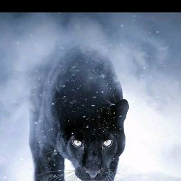 ������, �����������, 41 ���