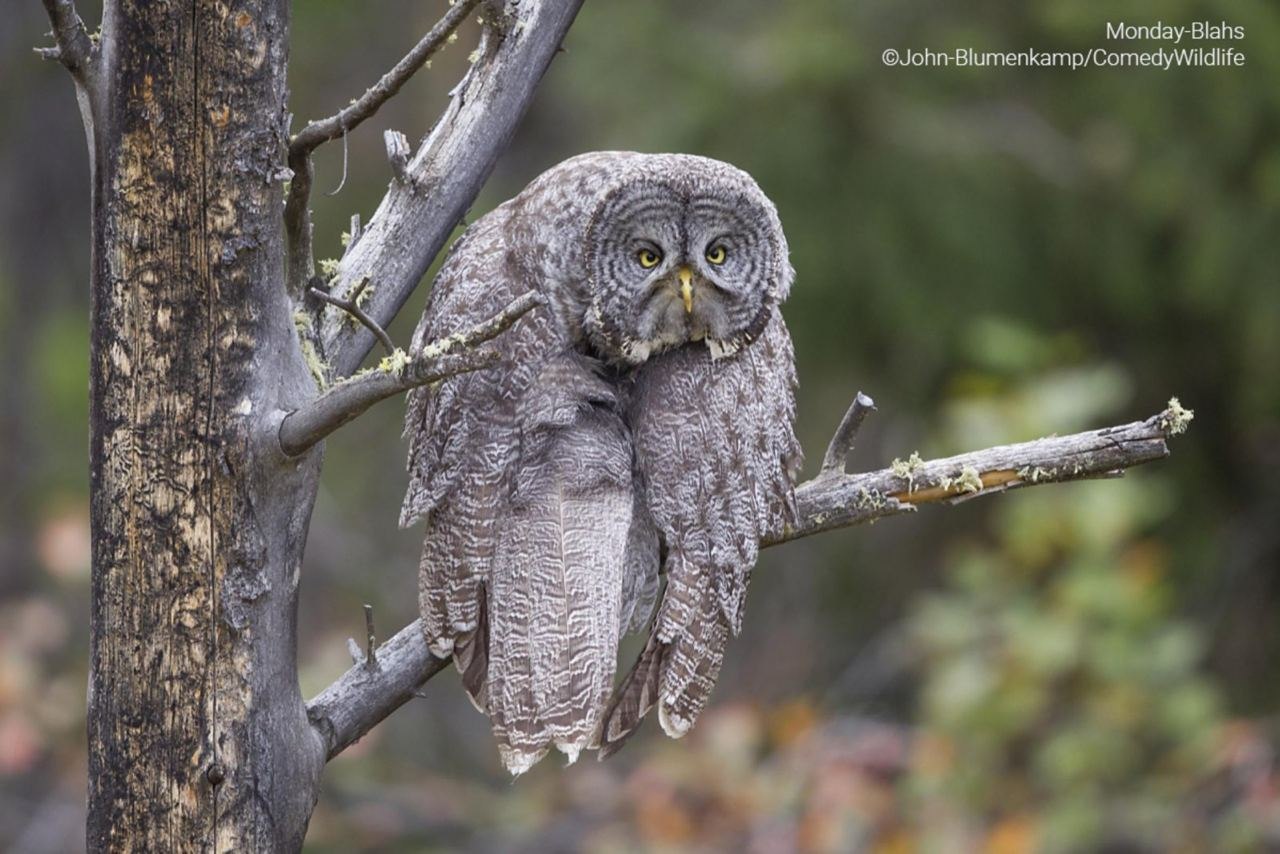 ���������� ��������� �������� �������� ���������� �������� Comedy Wildlife Photography Awards 2023. - 3