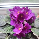 ���� ������, ������, 36 ��� - ��������� 8 ��� 2023