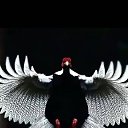���� �����, ���������, 43 ���� - ��������� 27 ��� 2023 � ������ ���� ����������