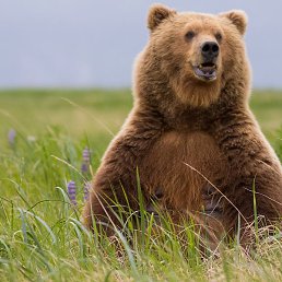 �����, �����������, 40 ���