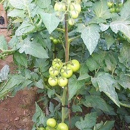 Pavel - Vasilisa, �������, 64 ����